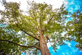 Best Emergency Tree Removal  in Odell, OR