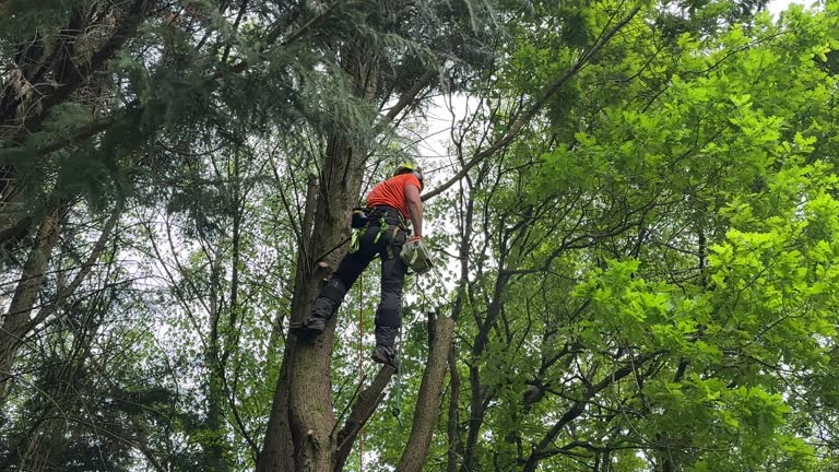 Best Leaf Removal  in Odell, OR